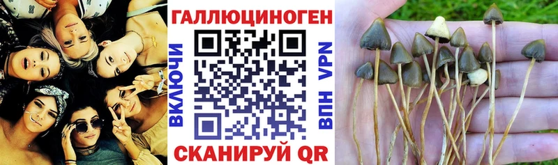 Псилоцибиновые грибы Magic Shrooms наркошоп Черногорск